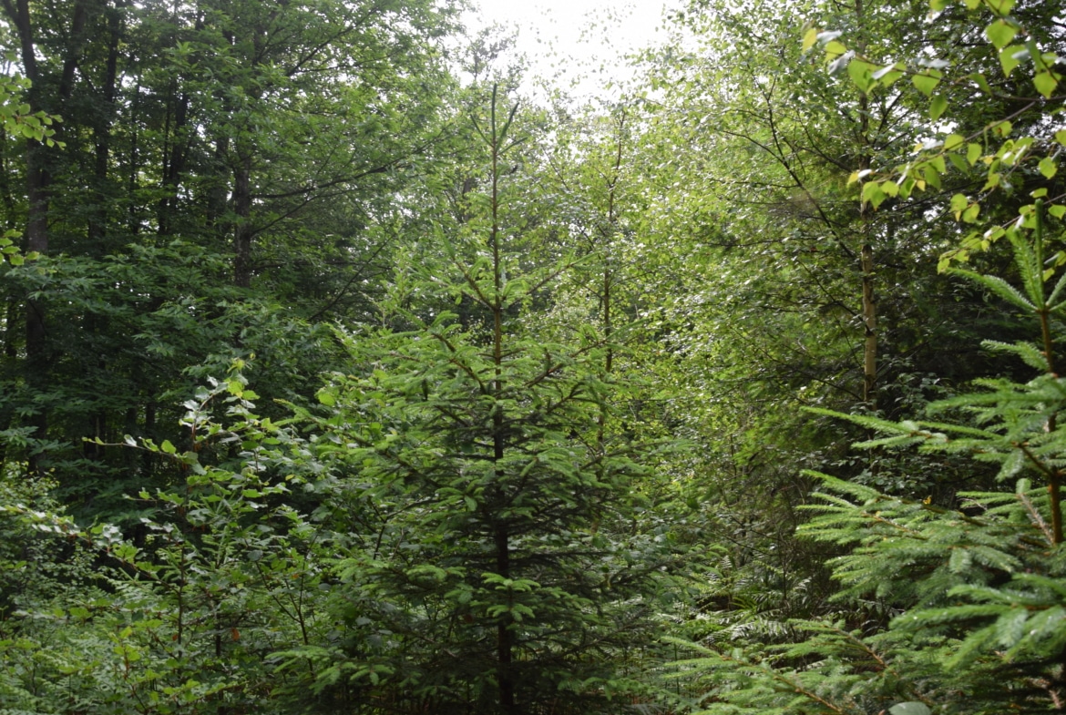 Forêt mixte de 1,7 ha dans la Montagne Bourbonnaise