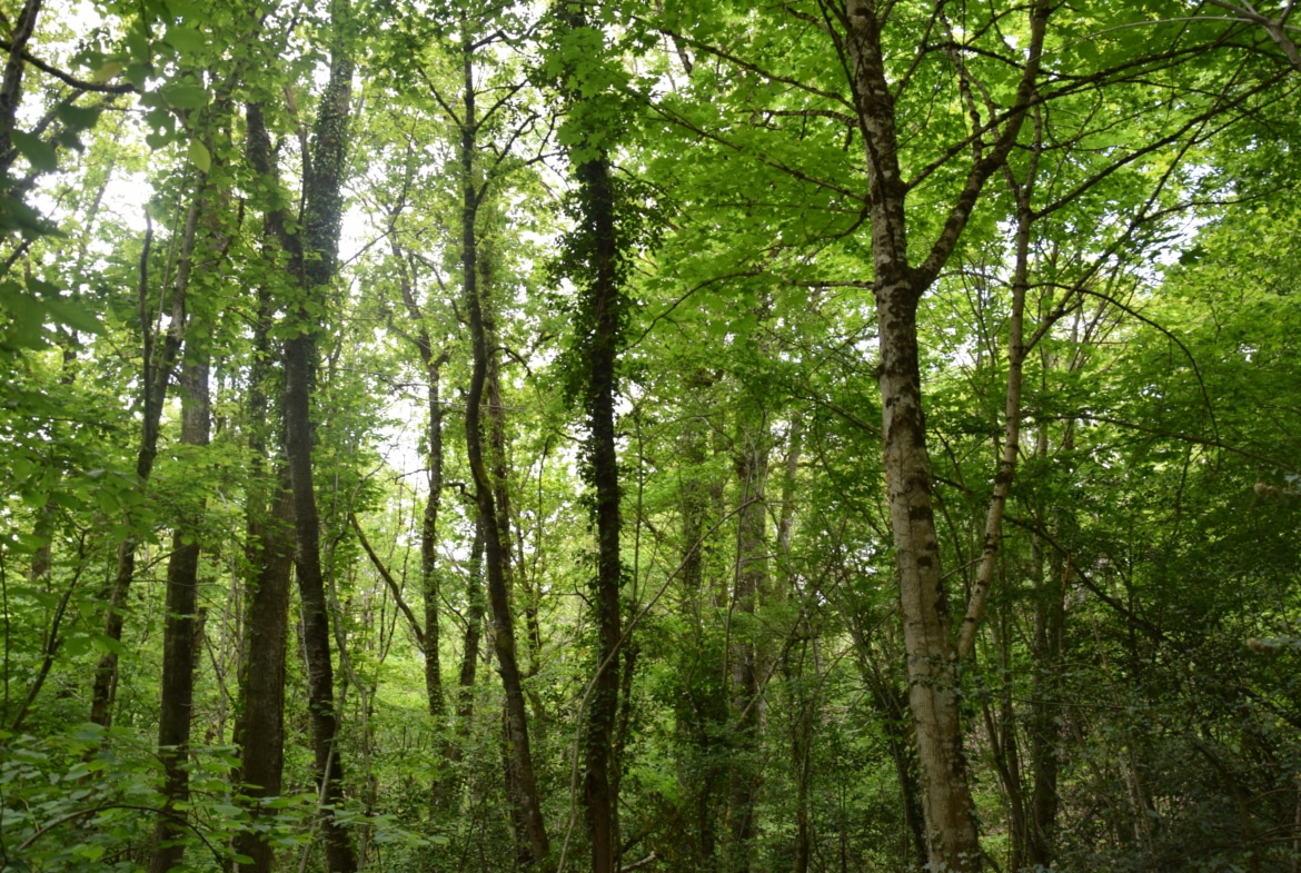 Forêt mixte résineux et feuillus de 4,88Ha dans les Hautes