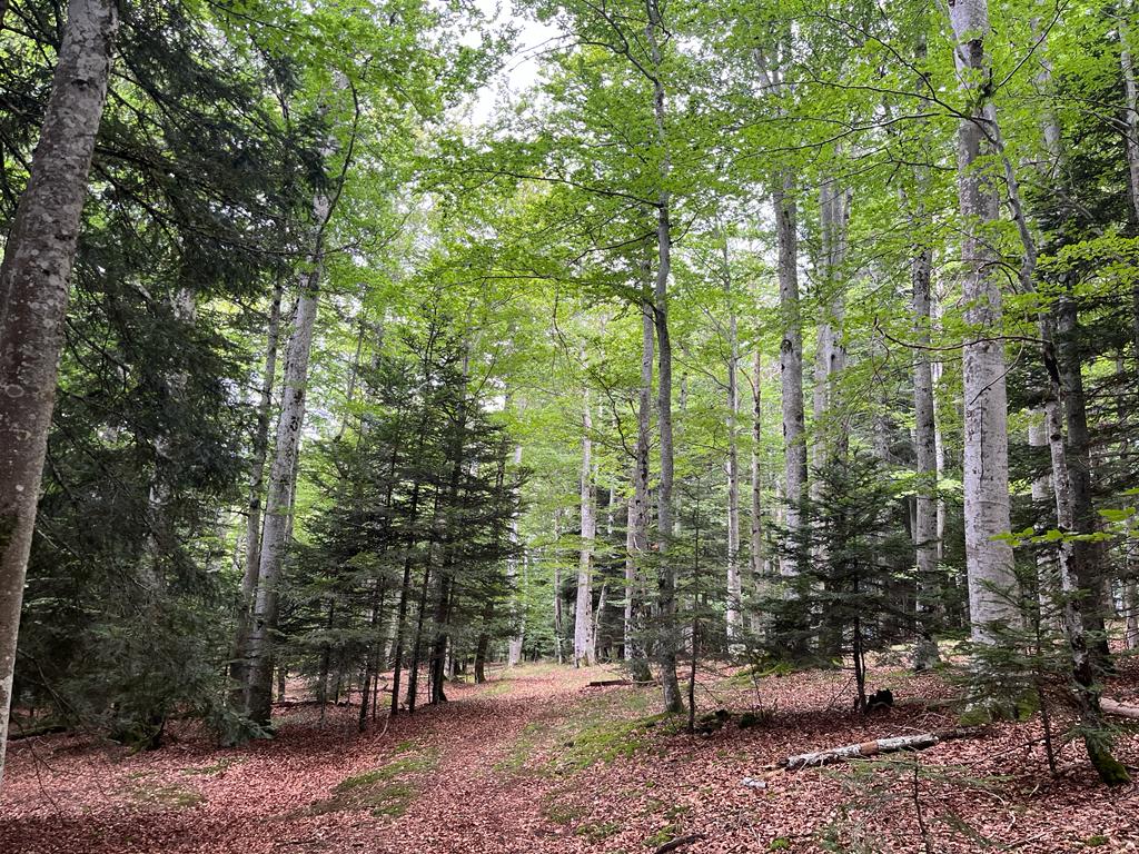 Forêt mixte de 9,5 ha dans les Monts du Livradois-Forez