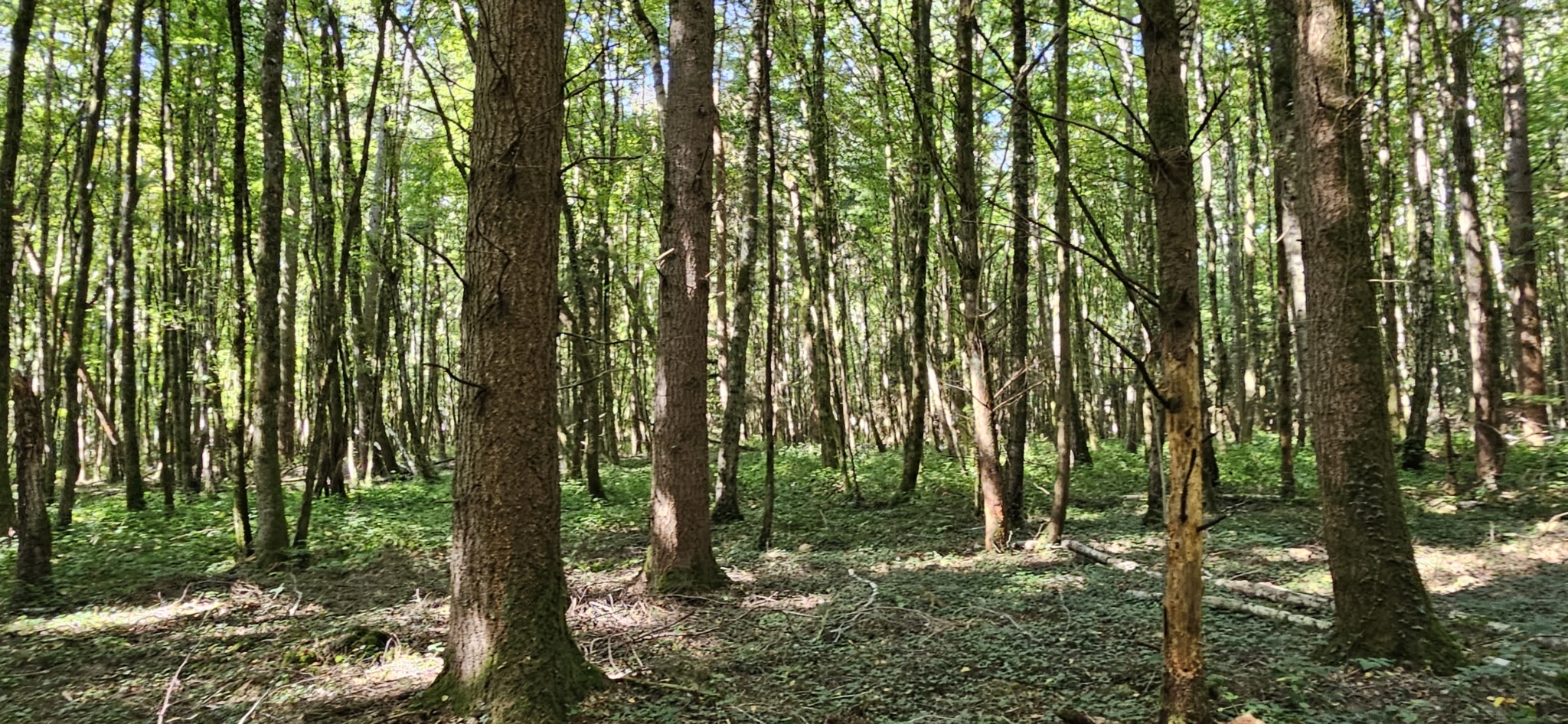 Cagette en bois de peuplier - Emballages Martin