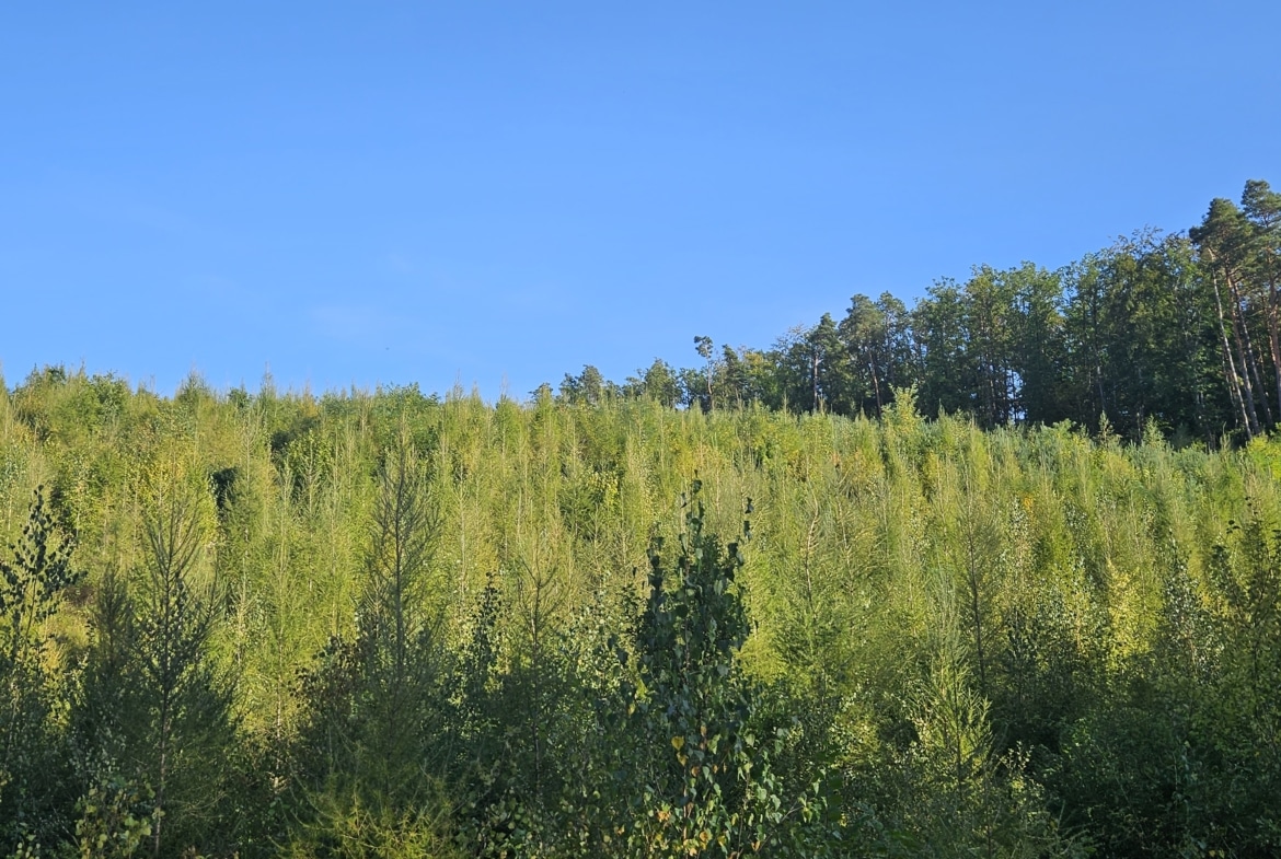 Forêt mixte résineux et feuillus de 4,88Ha dans les Hautes