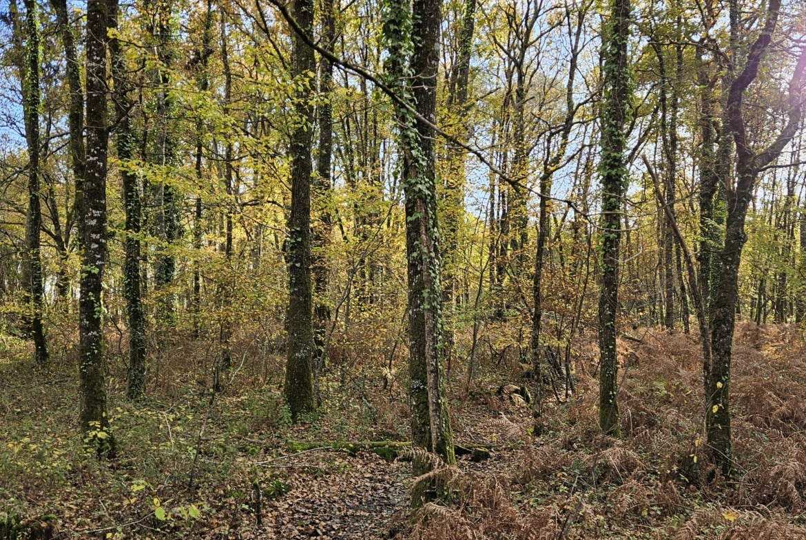 Propriété forestière en Charente