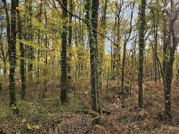 La Forêt Mixte - La Rotonde