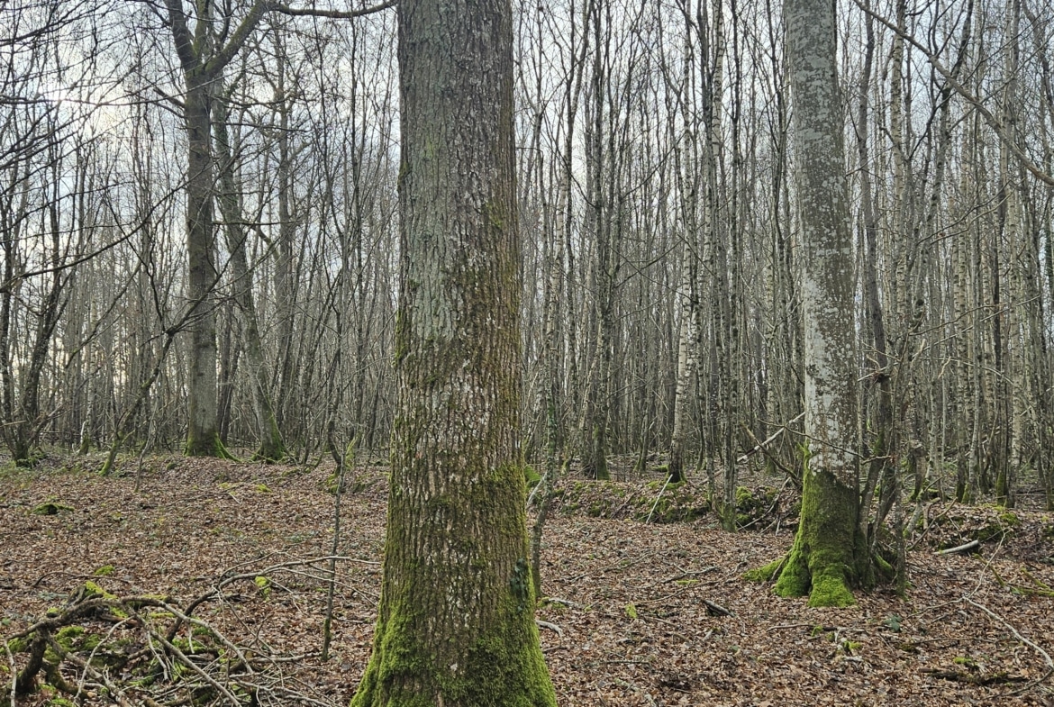 Forêt de chêne dans l'Yonne