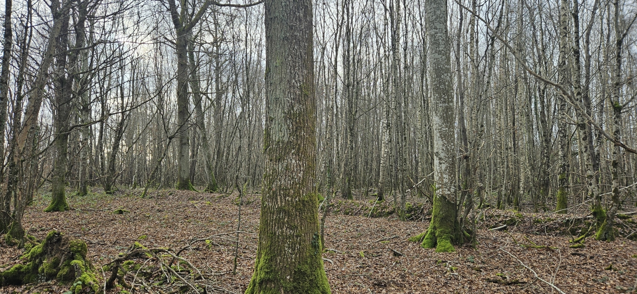 Forêt de chêne dans l'Yonne