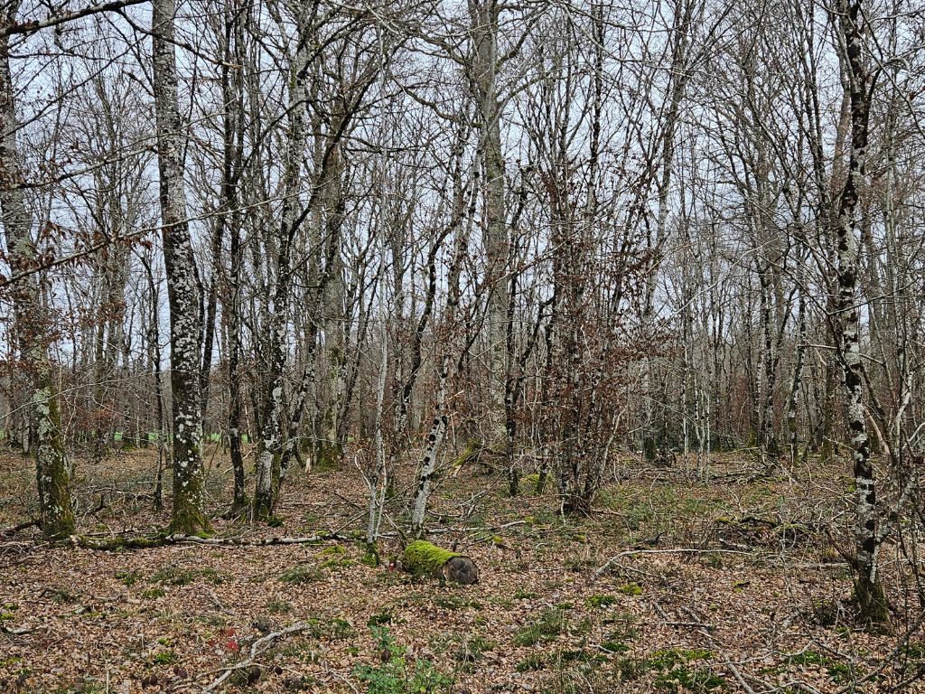 Forêt à vendre dans l'Yonne