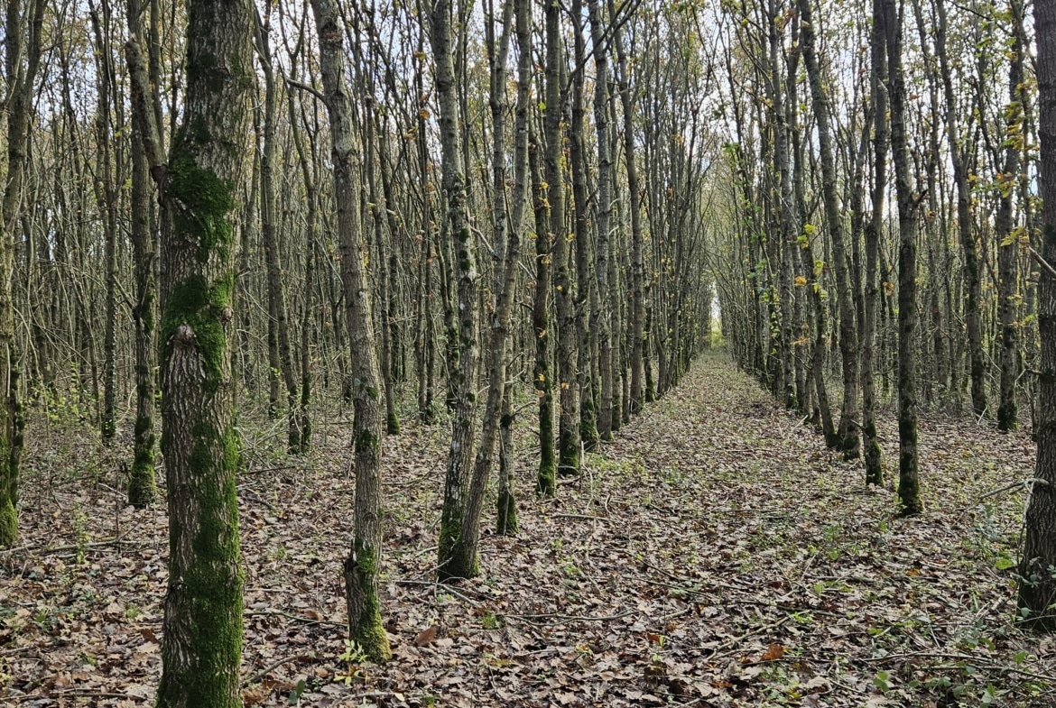 Jeune forêt de chêne à vendre 9 hectares Maine-et-Loire