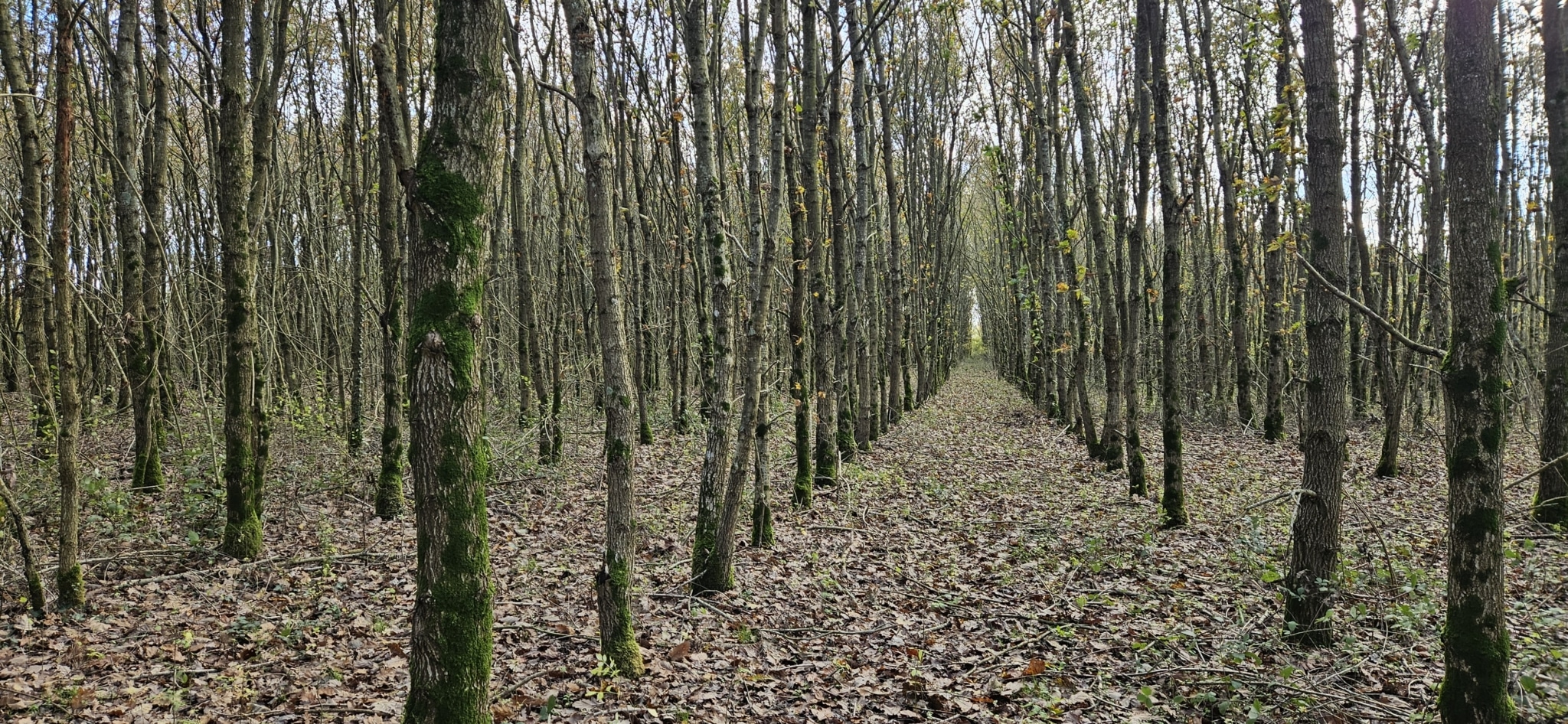Jeune forêt de chêne à vendre 9 hectares Maine-et-Loire