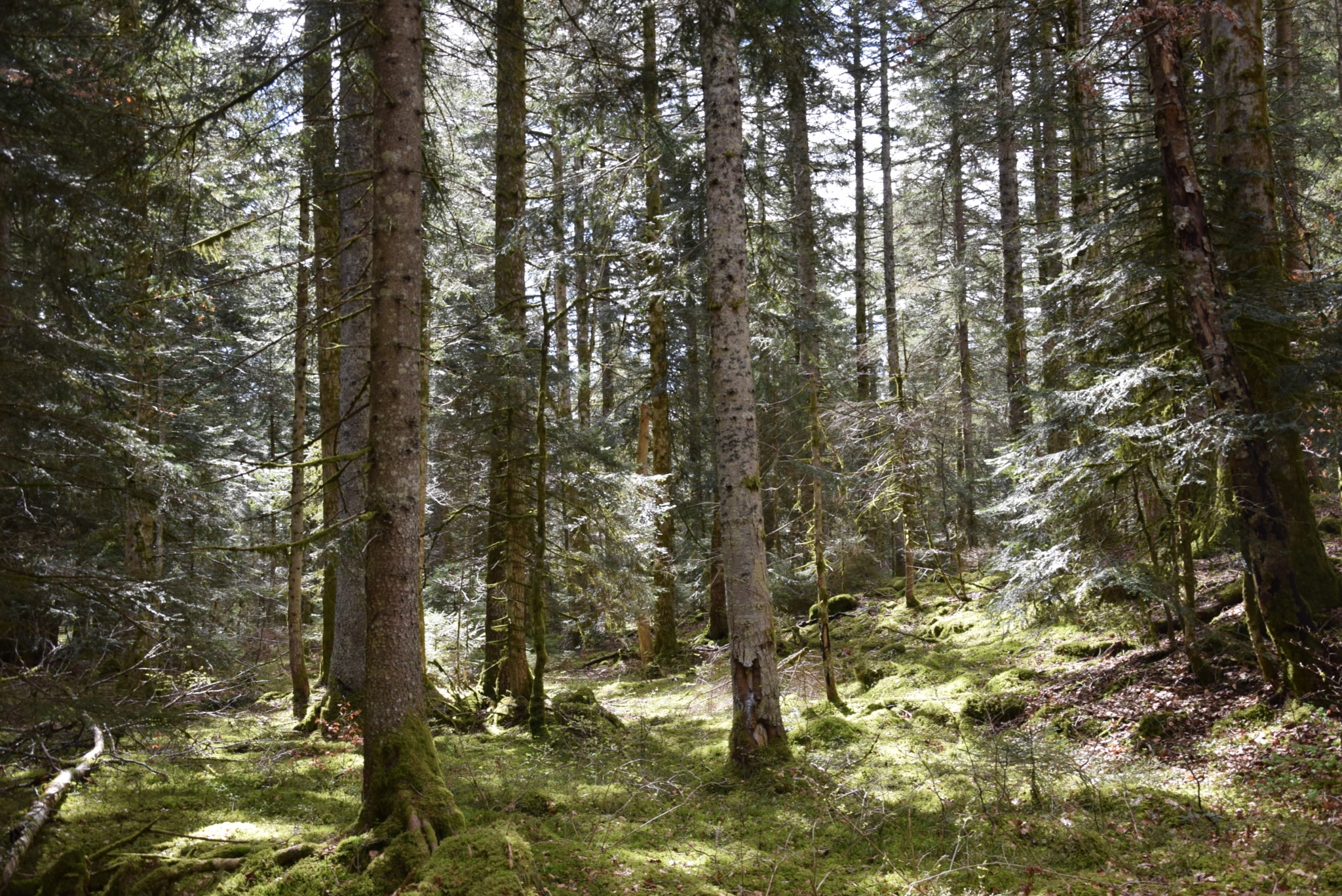 Sapinière à vendre 4.5 hectares Plateau du Retord