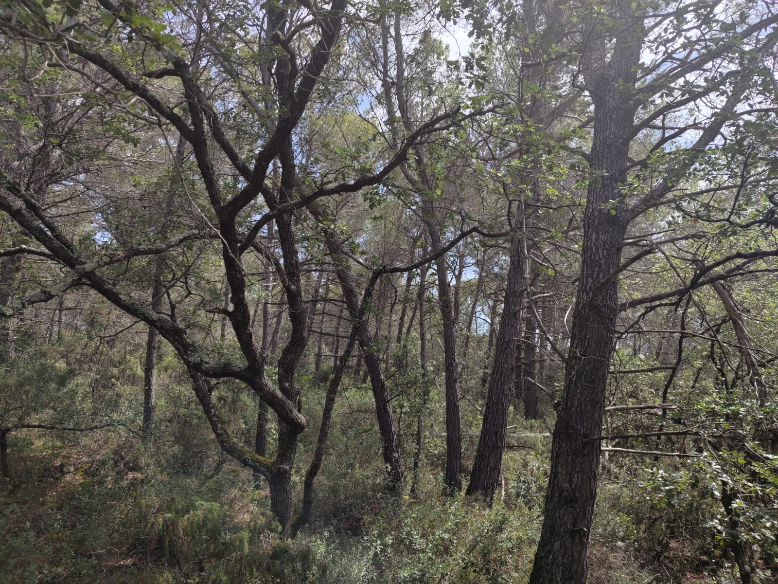 Propriété de 13,8 hectares à vendre dans l'Aude