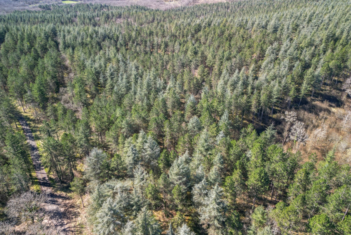 vente de forêt résineuse en Corrèze