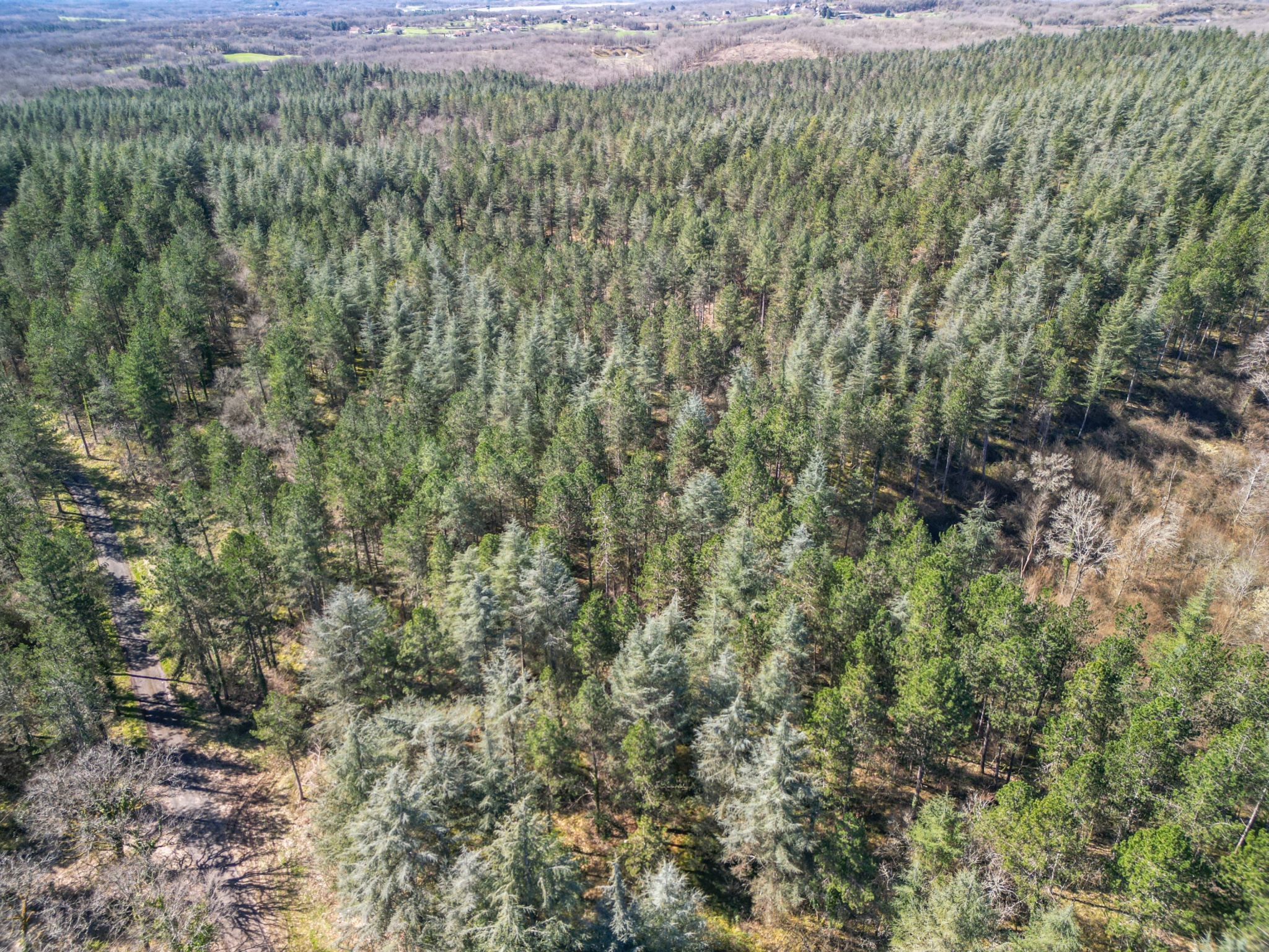 vente de forêt résineuse en Corrèze