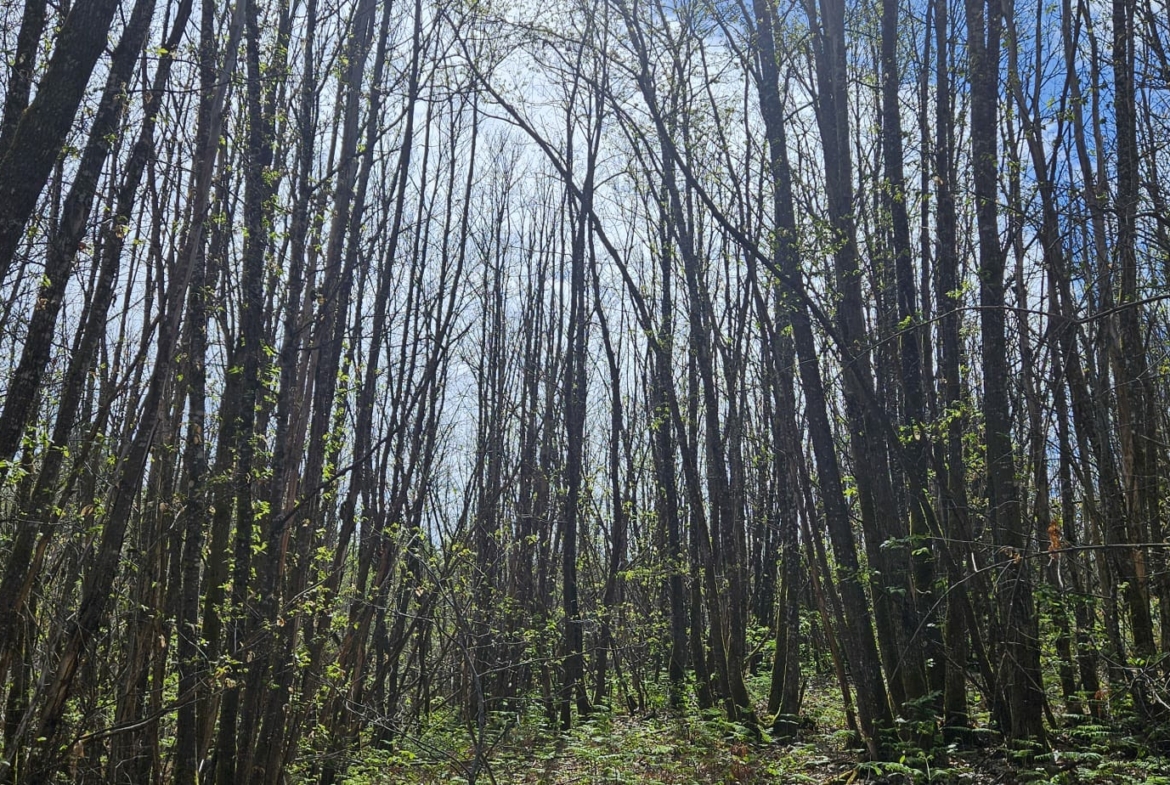 vente de massif forestier en Dordogne