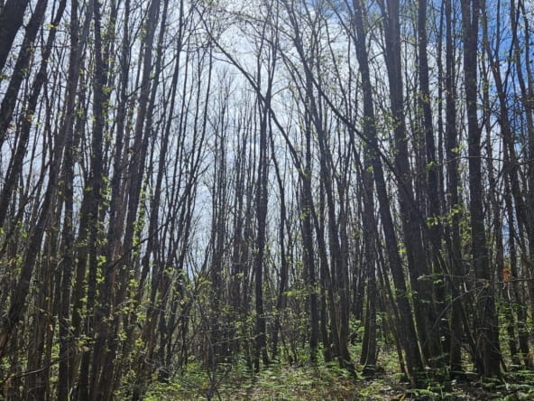 vente de massif forestier en Dordogne