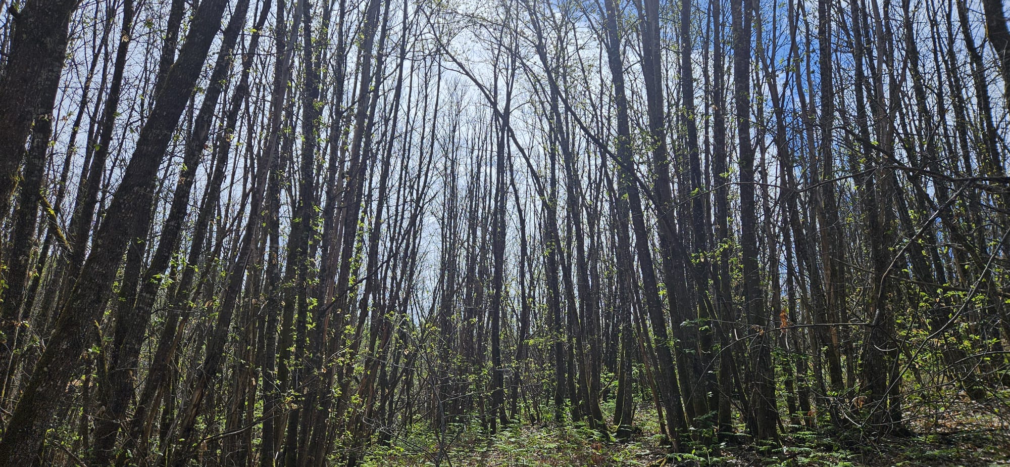 vente de massif forestier en Dordogne