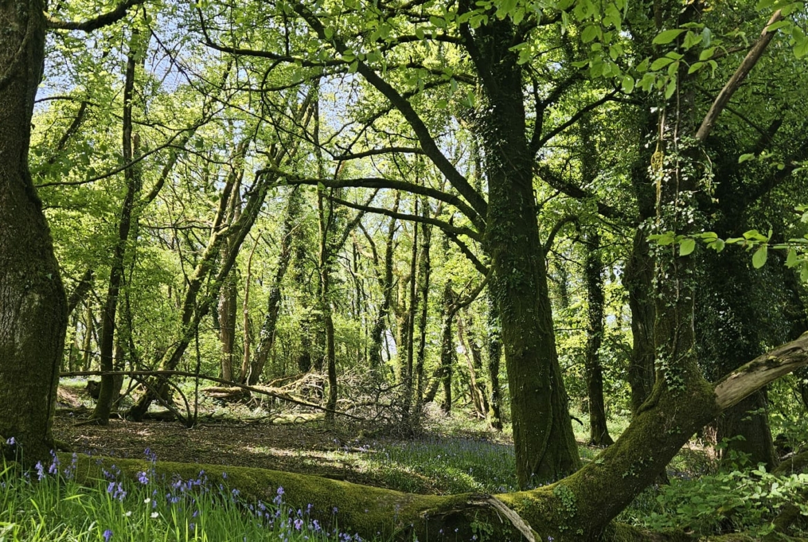 vente forêt Morbihan