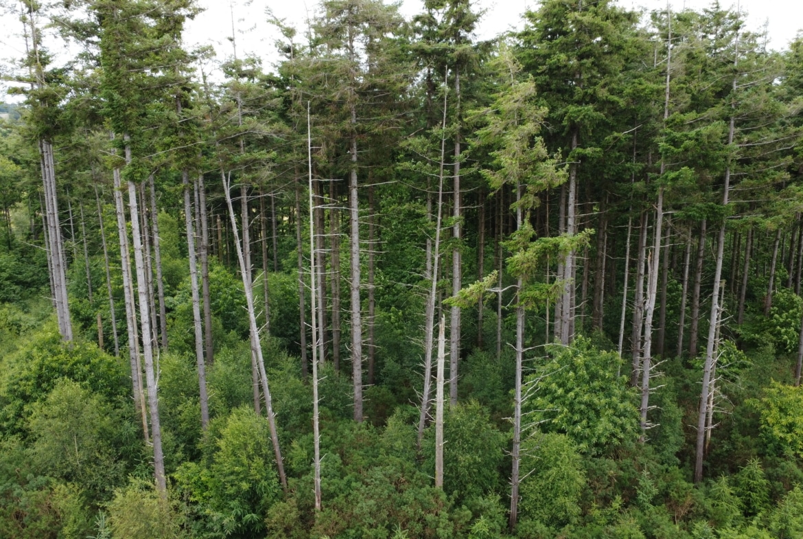 vente forêt résineuse Morbihan