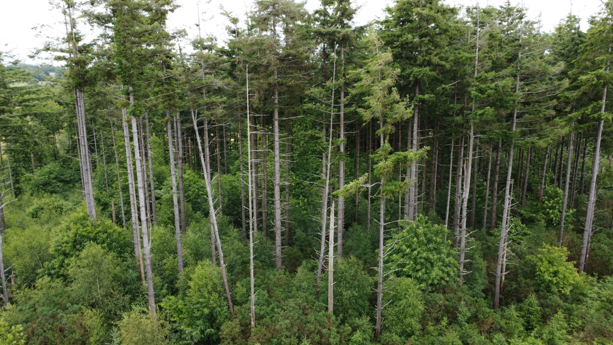 vente forêt résineuse Morbihan