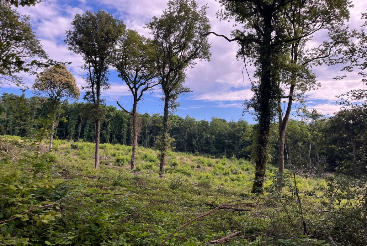 vente forêt Mâconnais