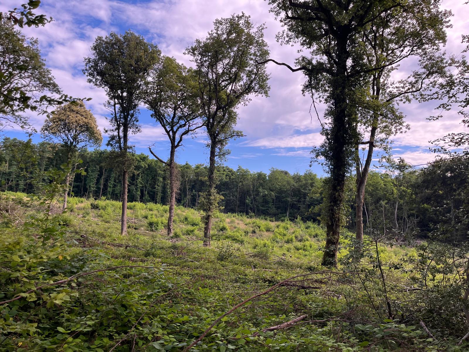 vente forêt Mâconnais