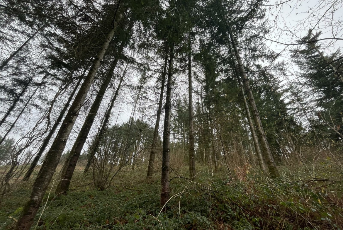 vente forêt douglas Rhône