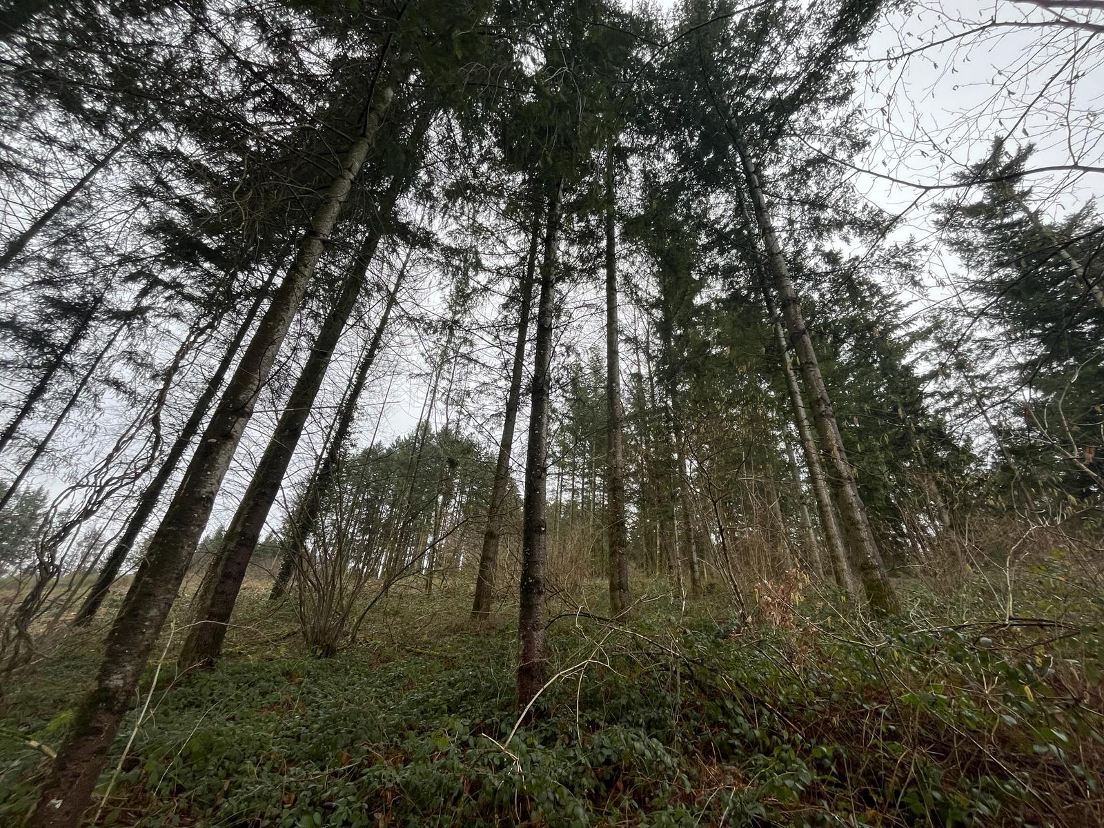 vente forêt douglas Rhône