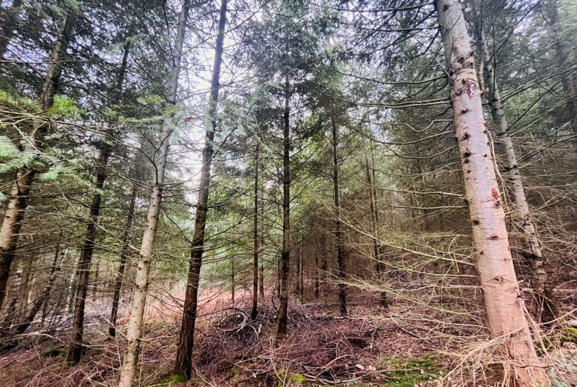 vente forêt douglas Rhône