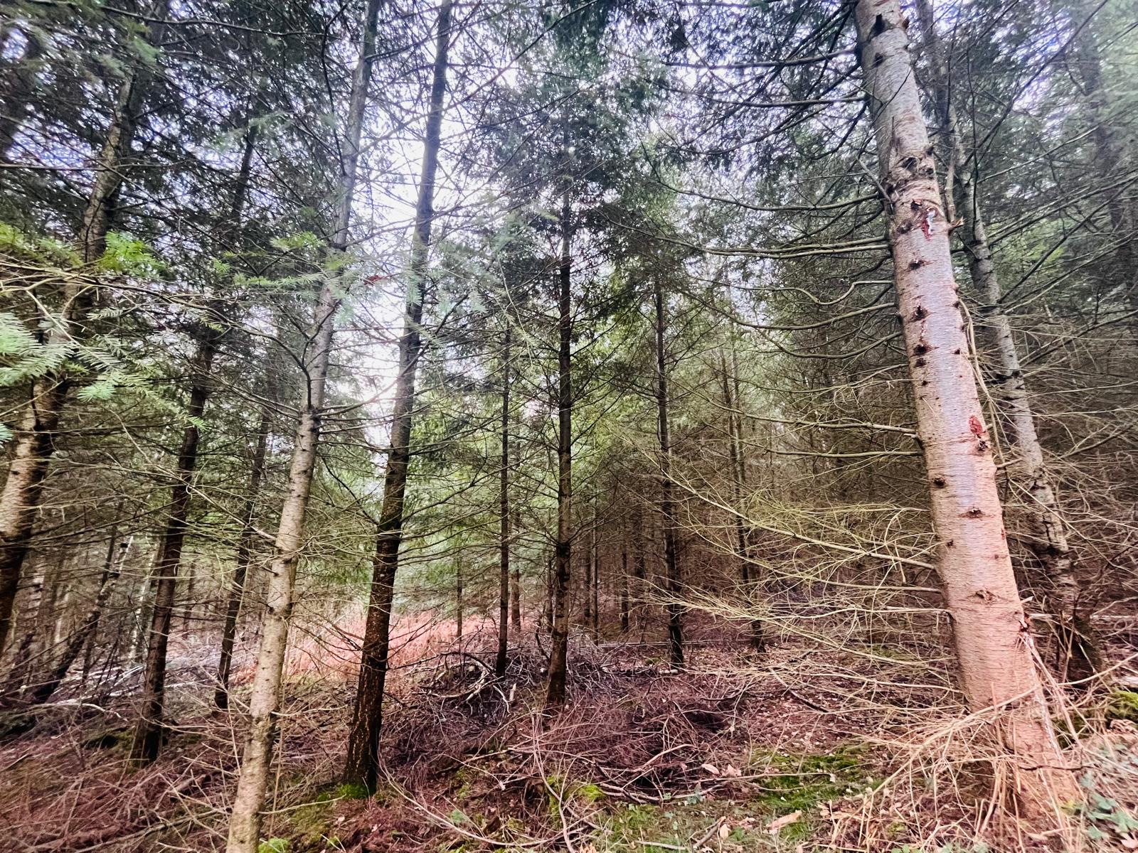 vente forêt douglas Rhône