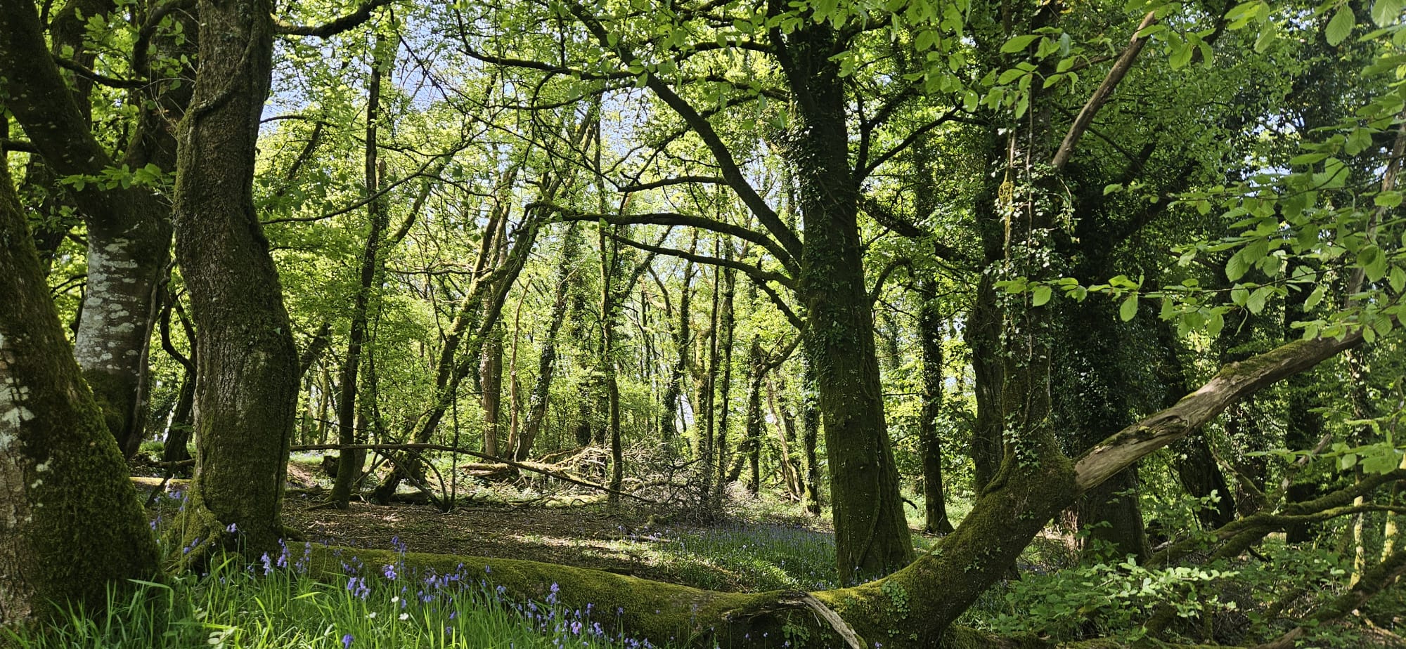 vente forêt Morbihan