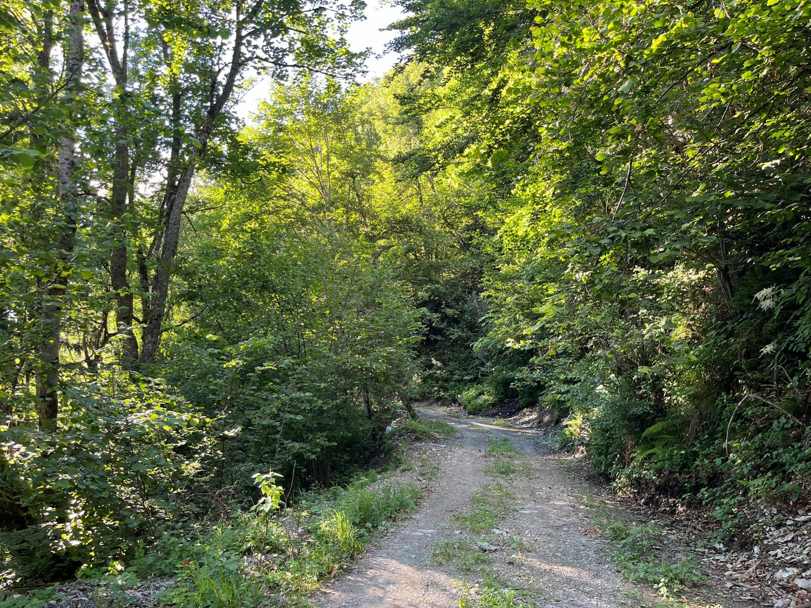 vente forêt mixte Savoie