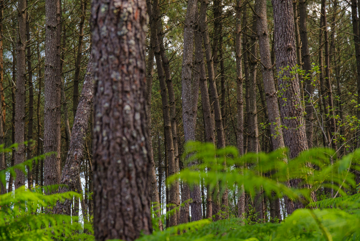 vente forêt pin maritime Aquitaine