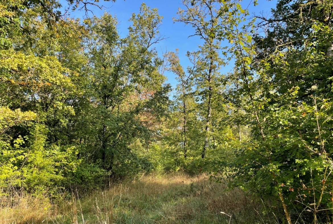 vente forêt Haute-Marne