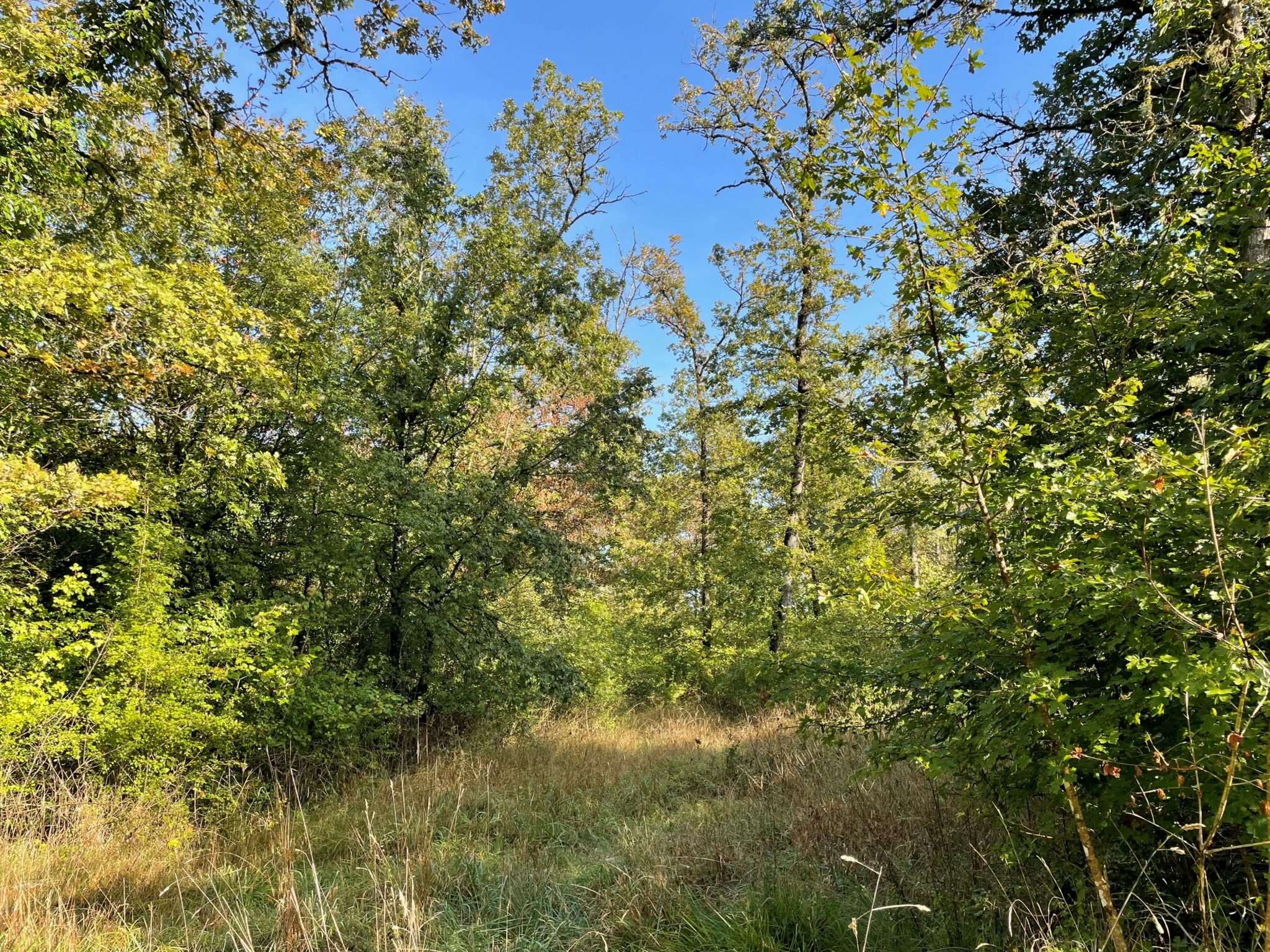 vente forêt Haute-Marne