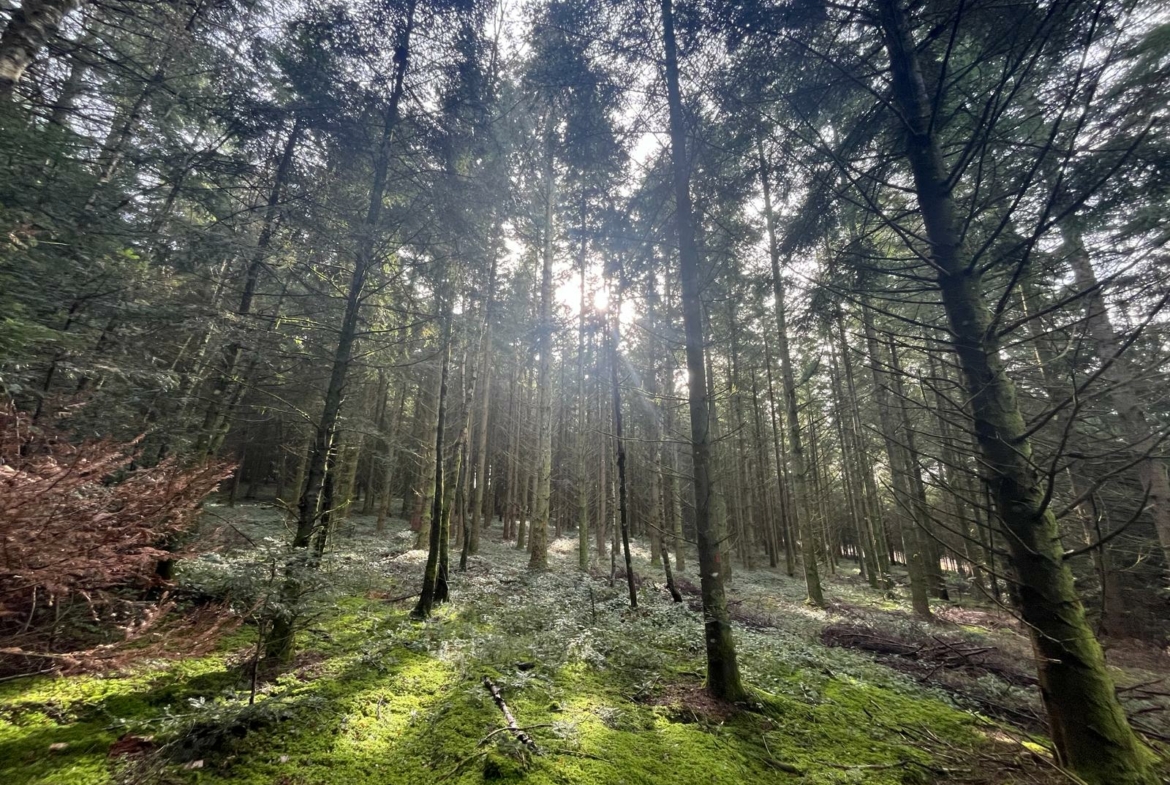 Vente forêt douglas Haut Beaujolais