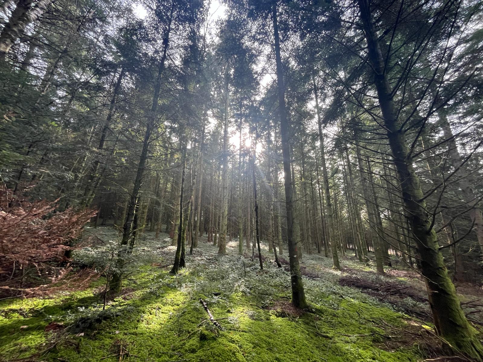 Vente forêt douglas Haut Beaujolais