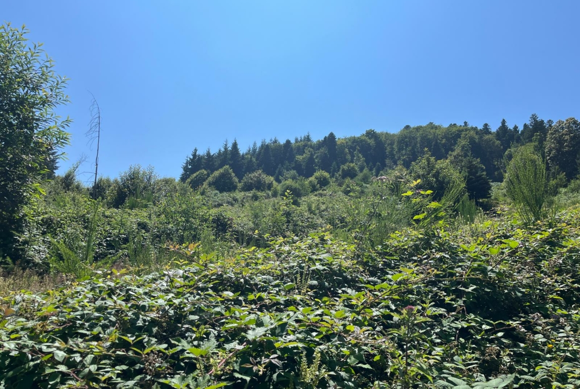 vente forêt douglas montagnes bourbonnaises