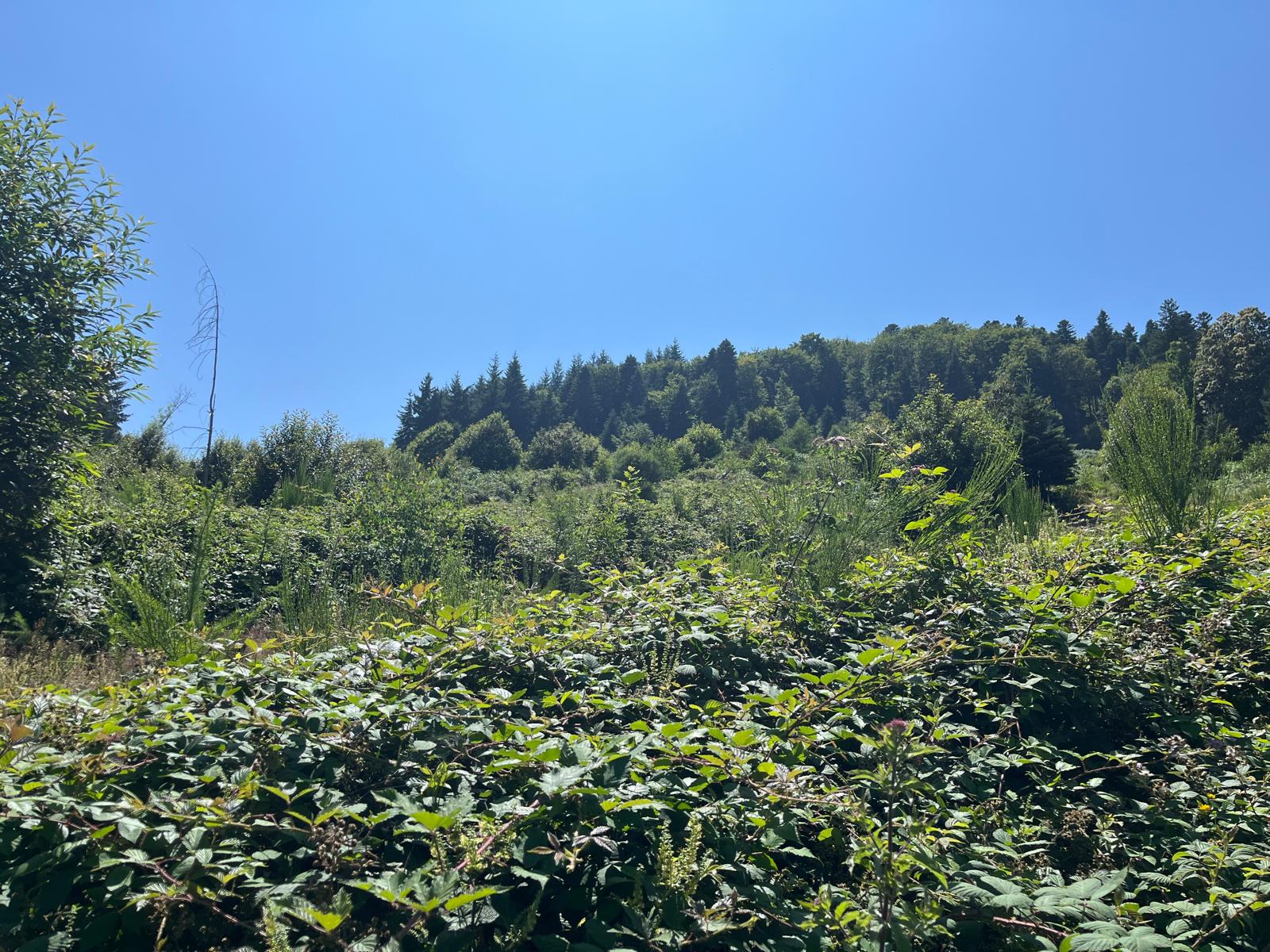 vente forêt douglas montagnes bourbonnaises