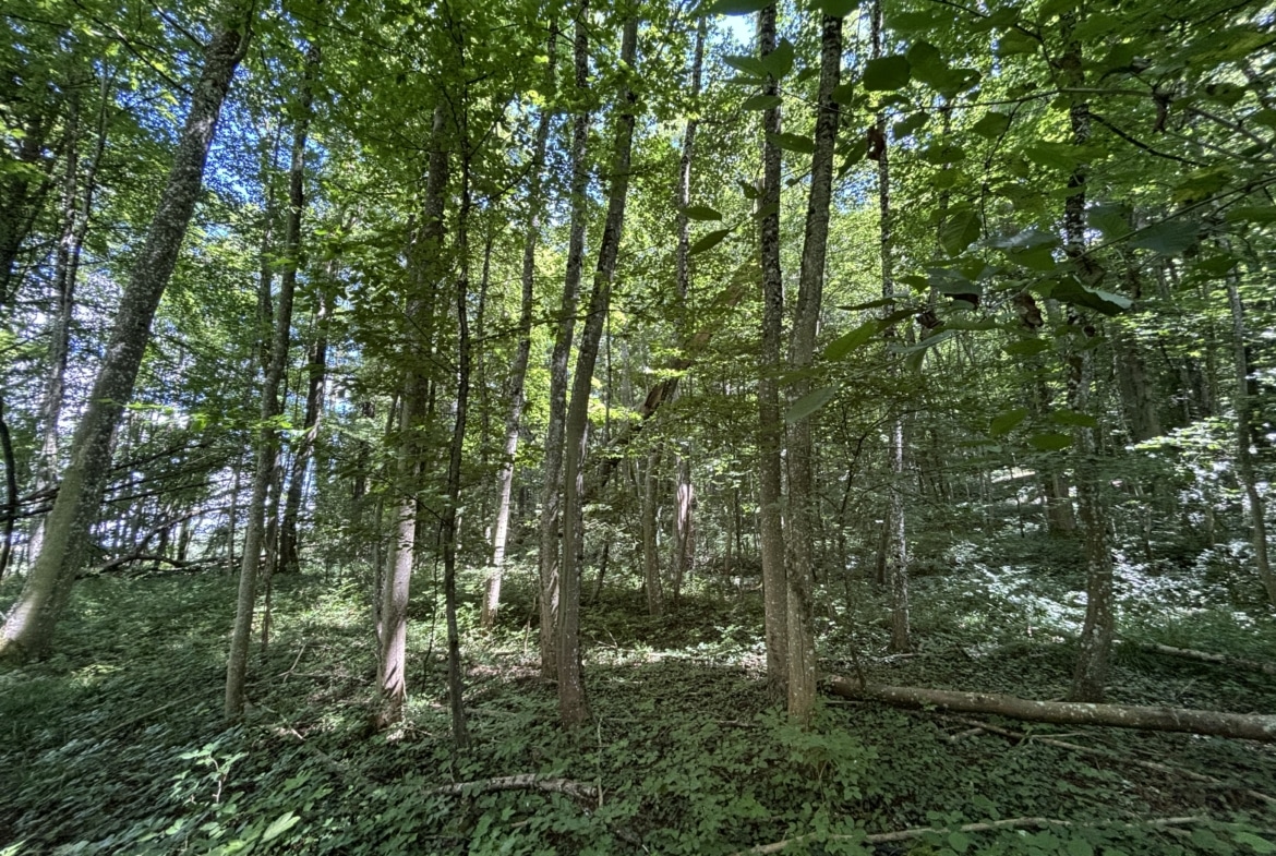 vente forêt Moselle