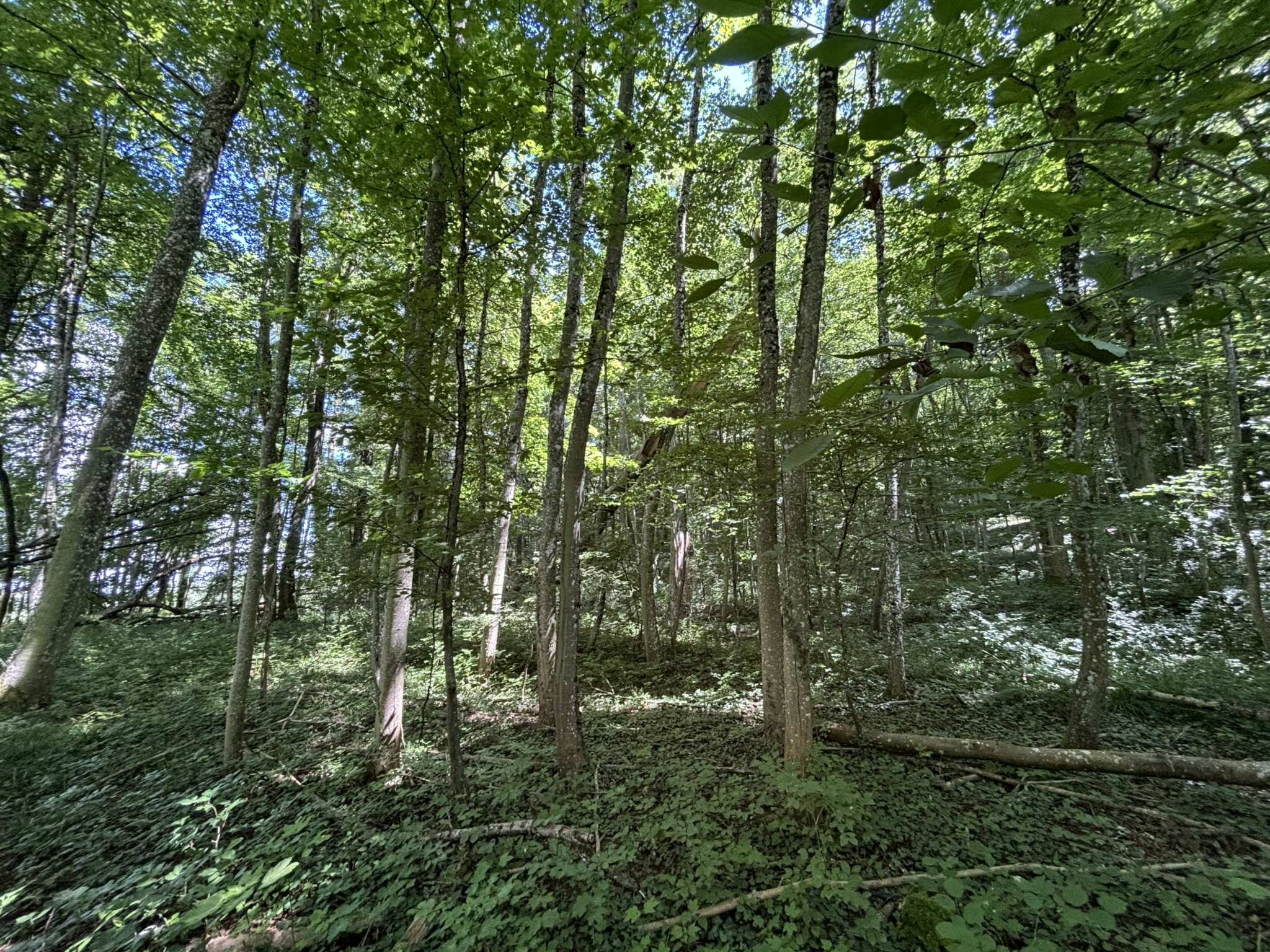 vente forêt Moselle