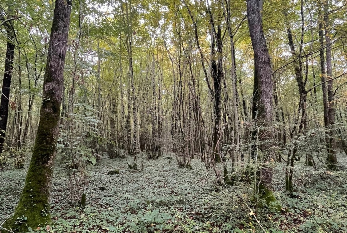 Achat forêt Nièvre