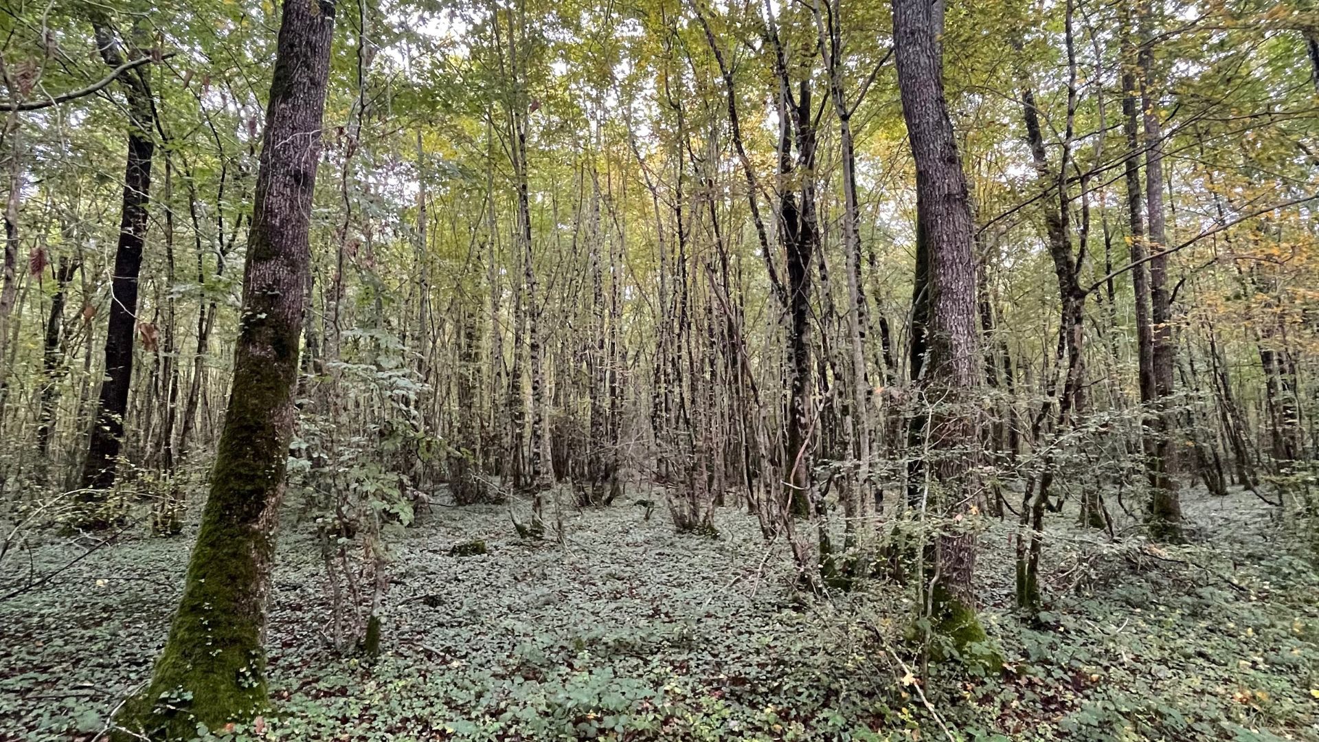 Achat forêt Nièvre