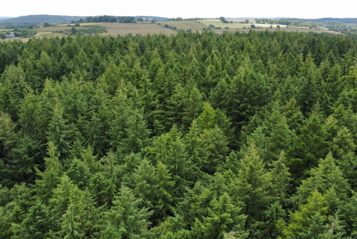 Achat massif forestier Côtes-d’Armor