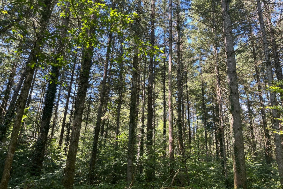 Achat forêt Douglas Nièvre