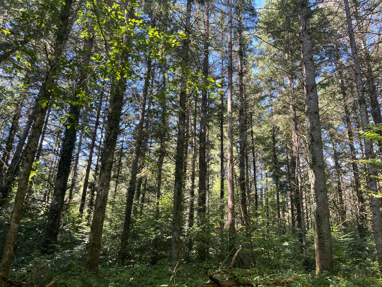 Achat forêt Douglas Nièvre