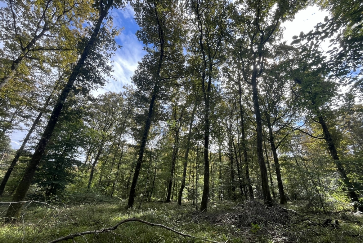 Achat forêt Lot-et-Garonne