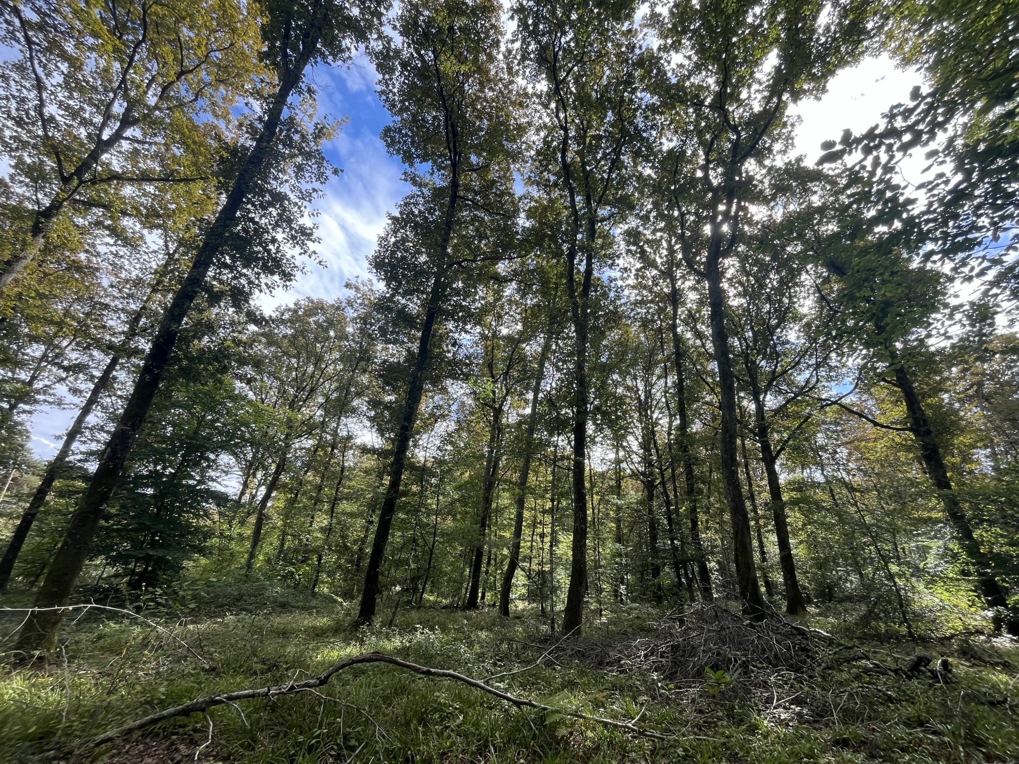 Achat forêt Lot-et-Garonne