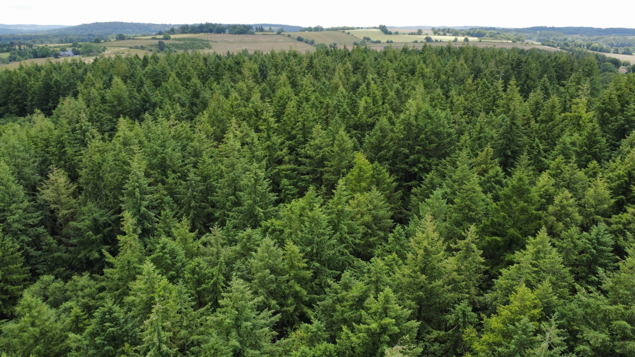 Achat massif forestier Côtes-d’Armor