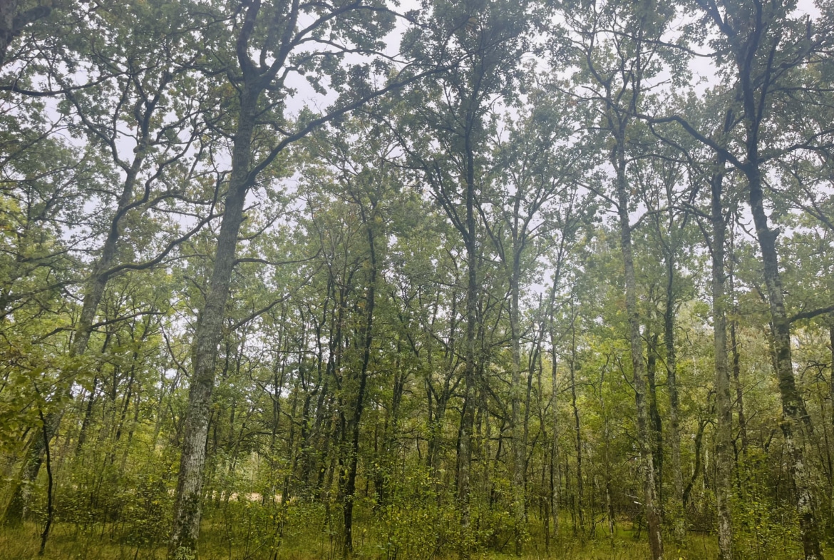 Achat forêt Sologne