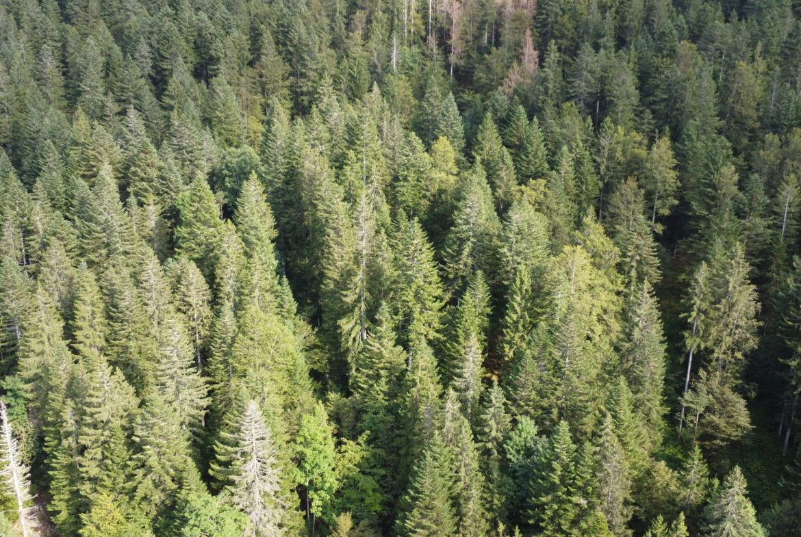 Achat forêt Haut Jura