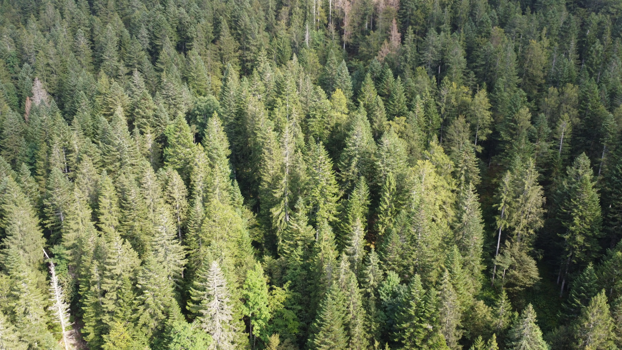 Achat forêt Haut Jura